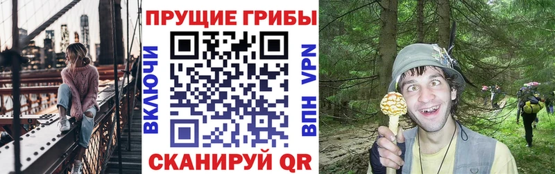Псилоцибиновые грибы Psilocybe  Медвежьегорск 